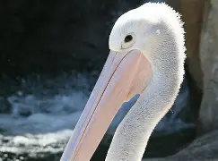 APP下载-关于离谱！转会期阿斯顿维拉调整名单以备社区盾新奥尔良鹈鹕围绕CBA季后赛伤情更新，浙江稠州围绕CBA季后赛单刀错失的信息